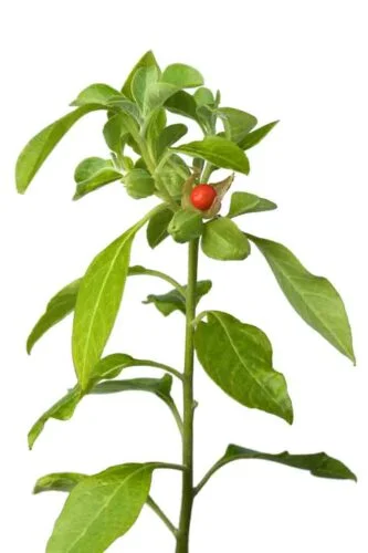 অশ্বগন্ধা গাছের ছবি