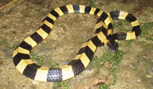 শঙ্খিনী/শাখামুটি সাপ (Banded Krait)