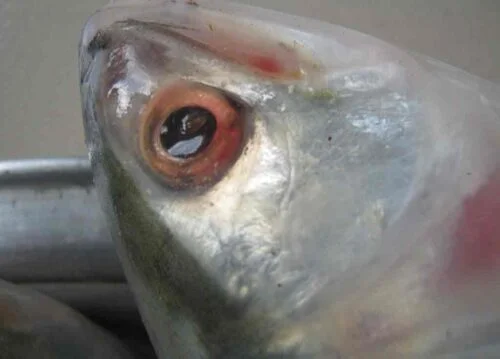 Ilish-close-up-view-scaled.jpg.webp