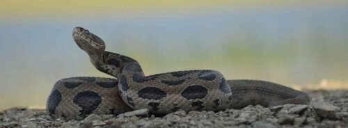 চন্দ্রবোড়া সাপ/রাসেল ভাইপার সাপ (Russell's Viper)