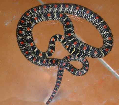 কালনাগিনী সাপ