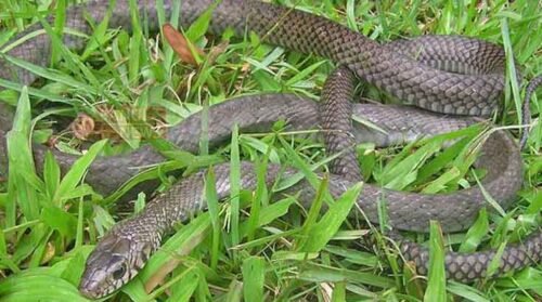 দাঁড়াশ সাপ