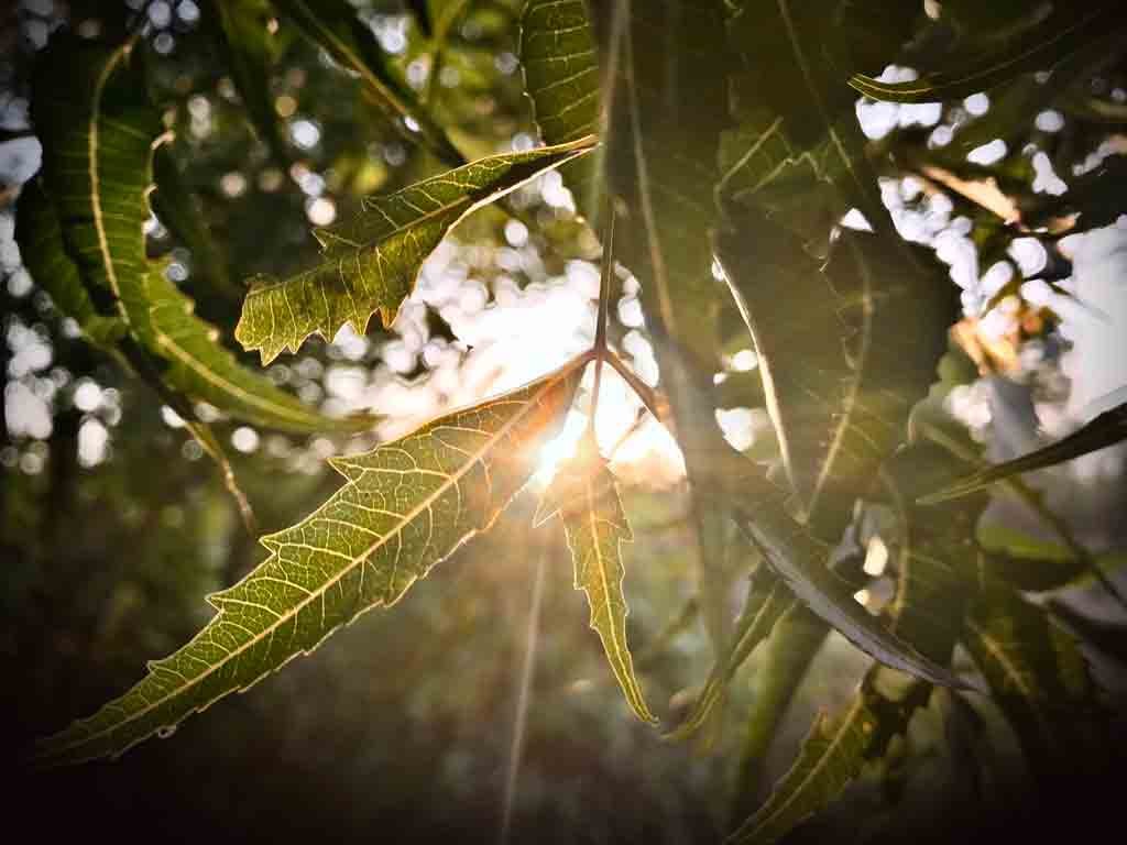 জেনে নিন নিম পাতার গুণাগুণ ও ক্ষতিকর দিক